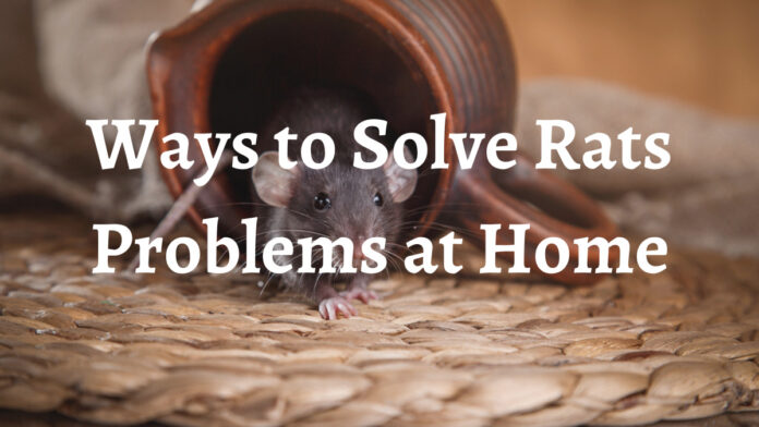 Solve Rats Problem