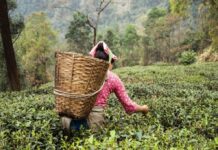 6 Best Things to Do in Darjeeling Darjeeling