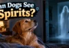 Can Dogs See Spirits: The Complete Guide to Science, Behavior, Pro Tips, What Matters Most Can Dogs See Spirits